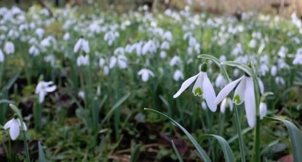 Snowdrops in the gardens at Gilbert White's House, Hampshire